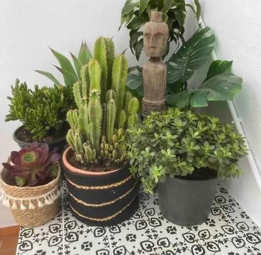 Apartamento Palmas In Old Town *